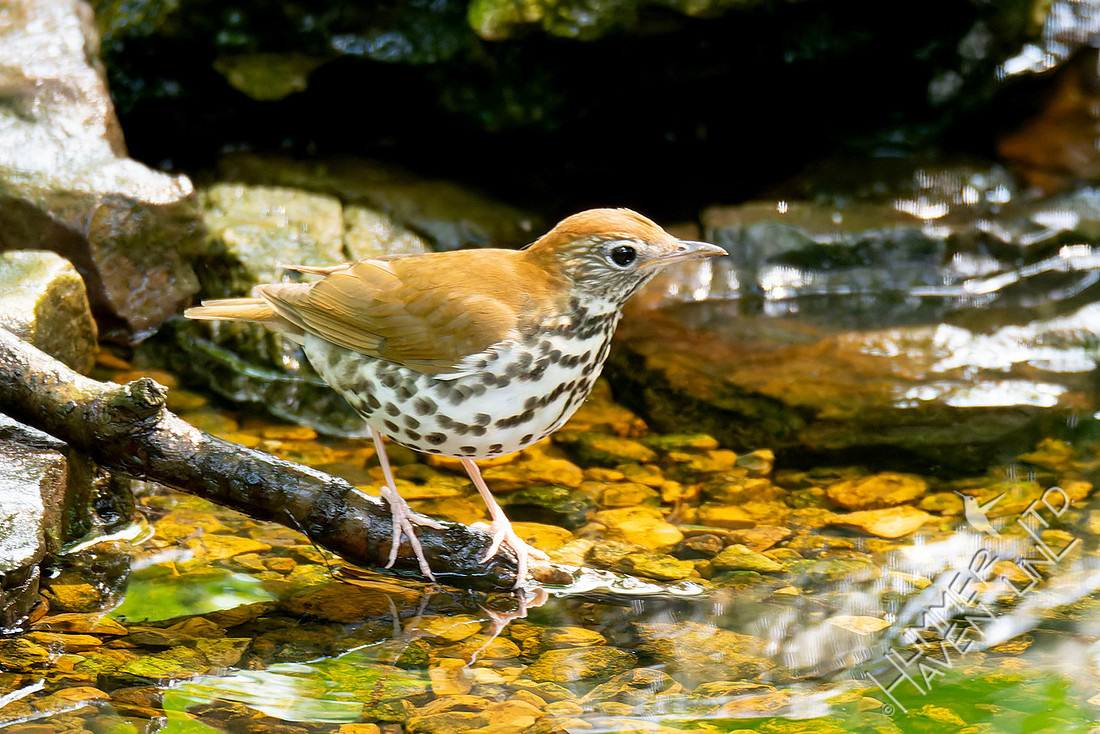 5-15-26 Wood Thrush