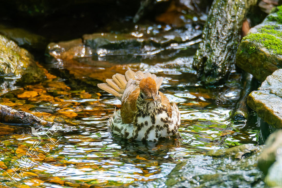 5-15-26 Wood Thrush