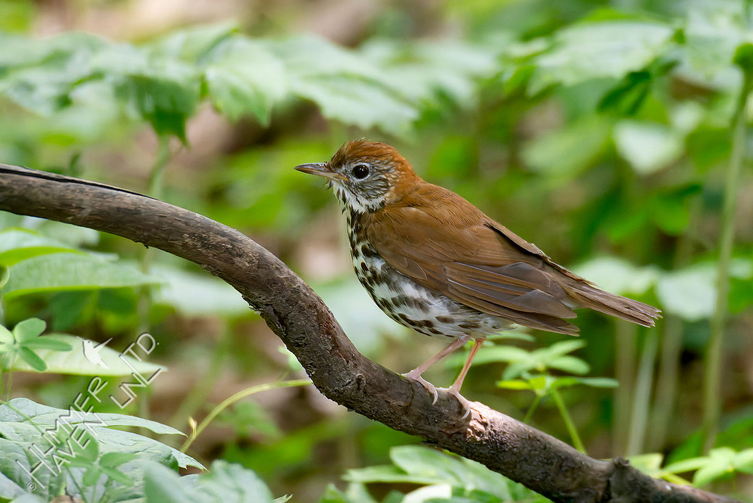 5-15-26 Wood Thrush