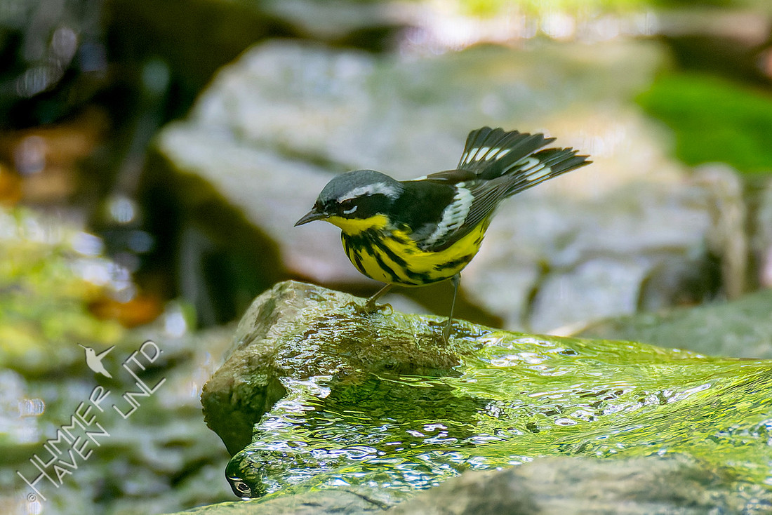 5-17-26 Magnolia Warbler
