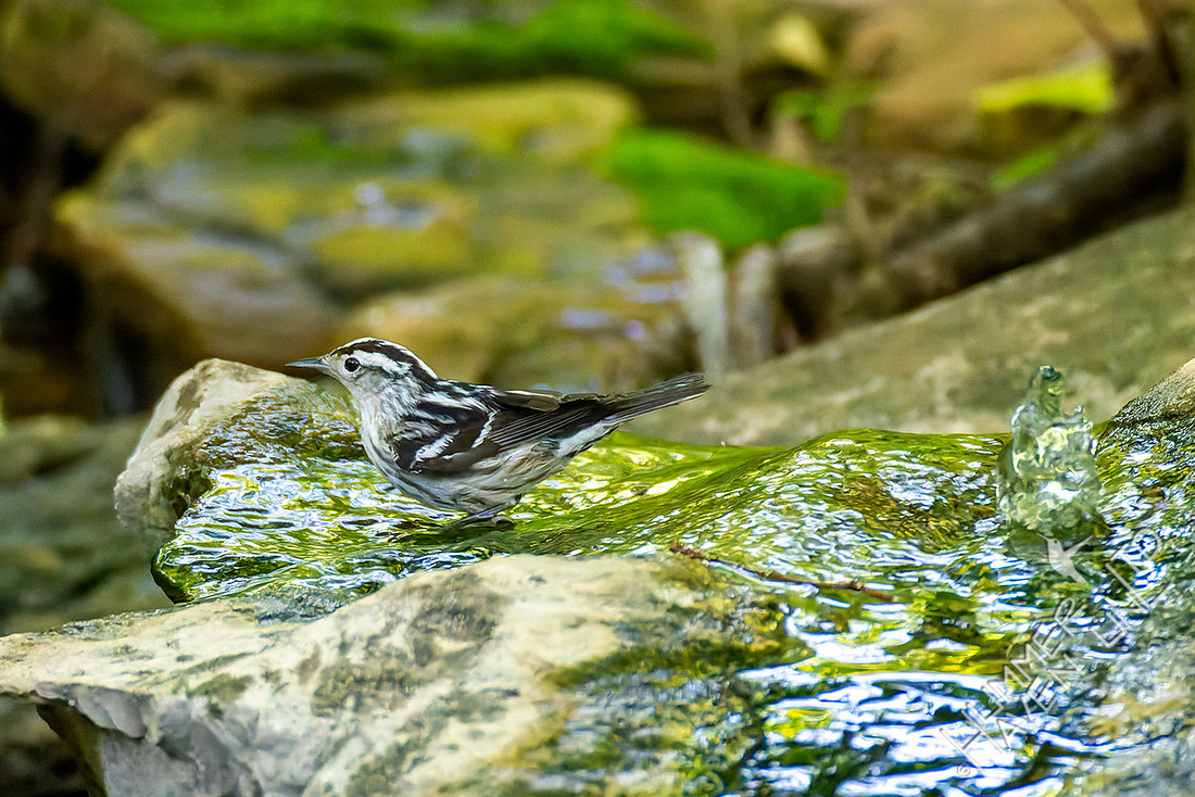 5-12-26 Black-and-white Warbler female