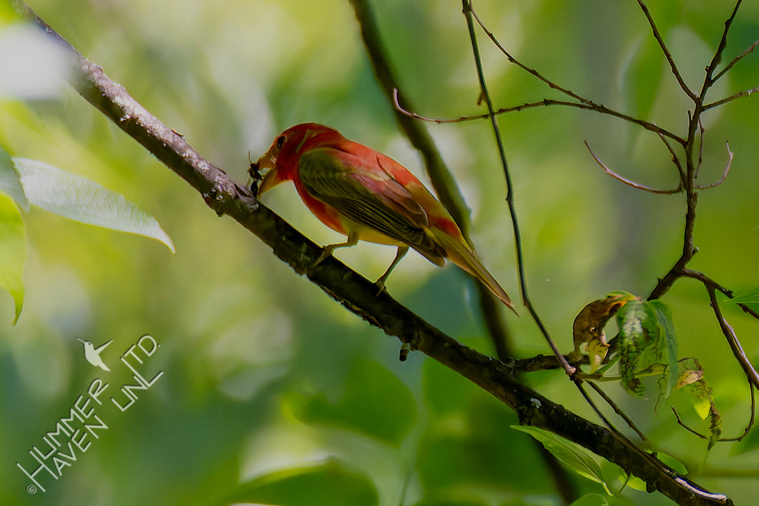5-9-26 Summer Tanager first spring male eating wasp