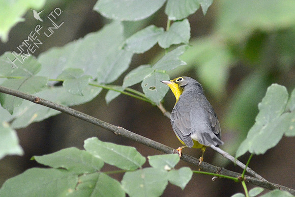 Canada Warbler, adult male