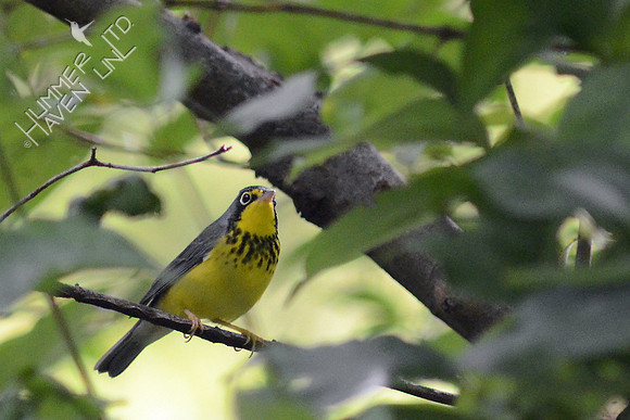 Canada Warbler, adult male