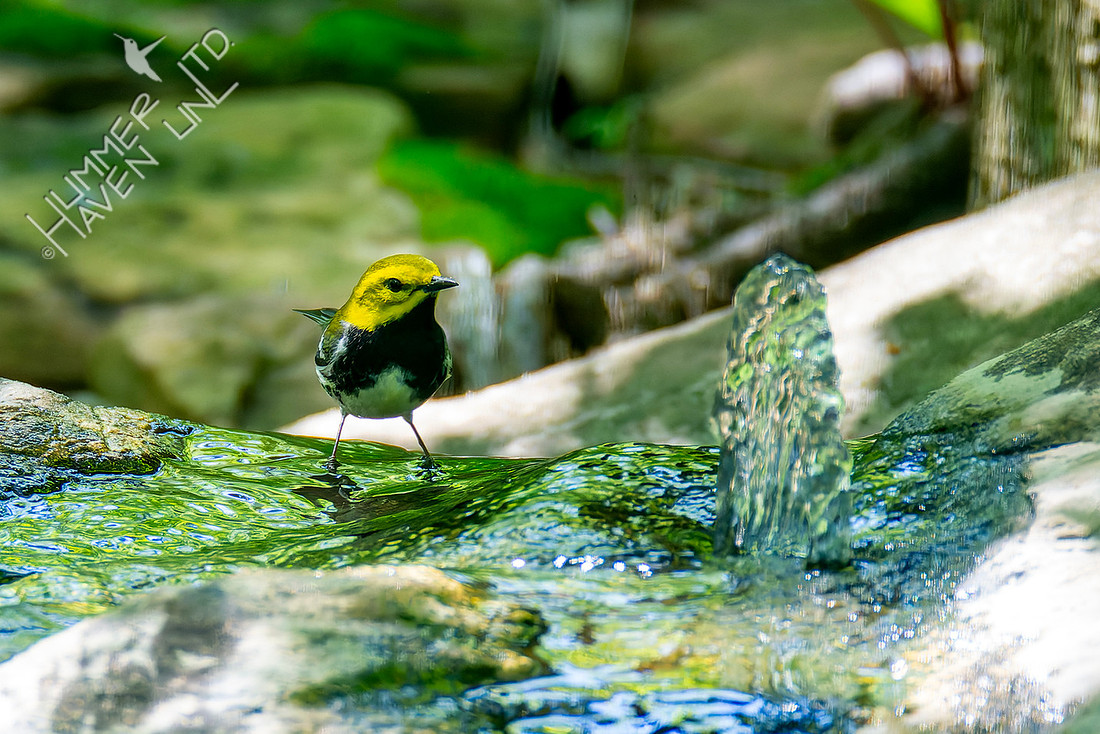 5-3-26 Black-throated Green Warbler