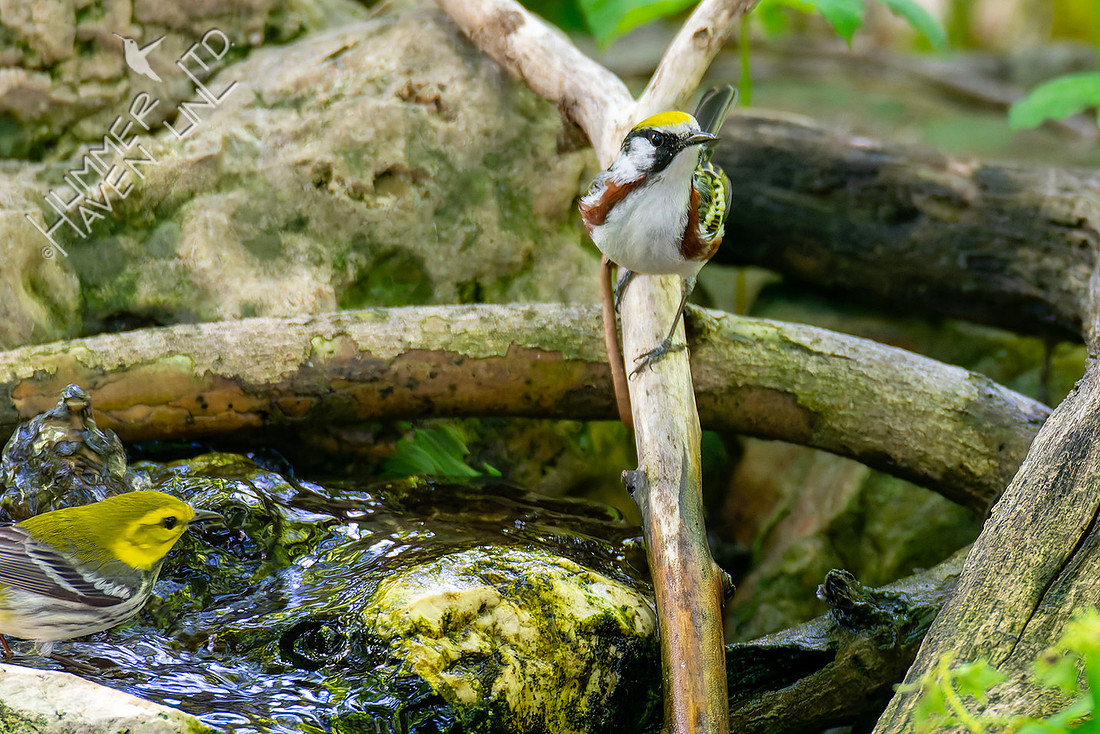 5-7-26 Chestnut-sided Warbler #2