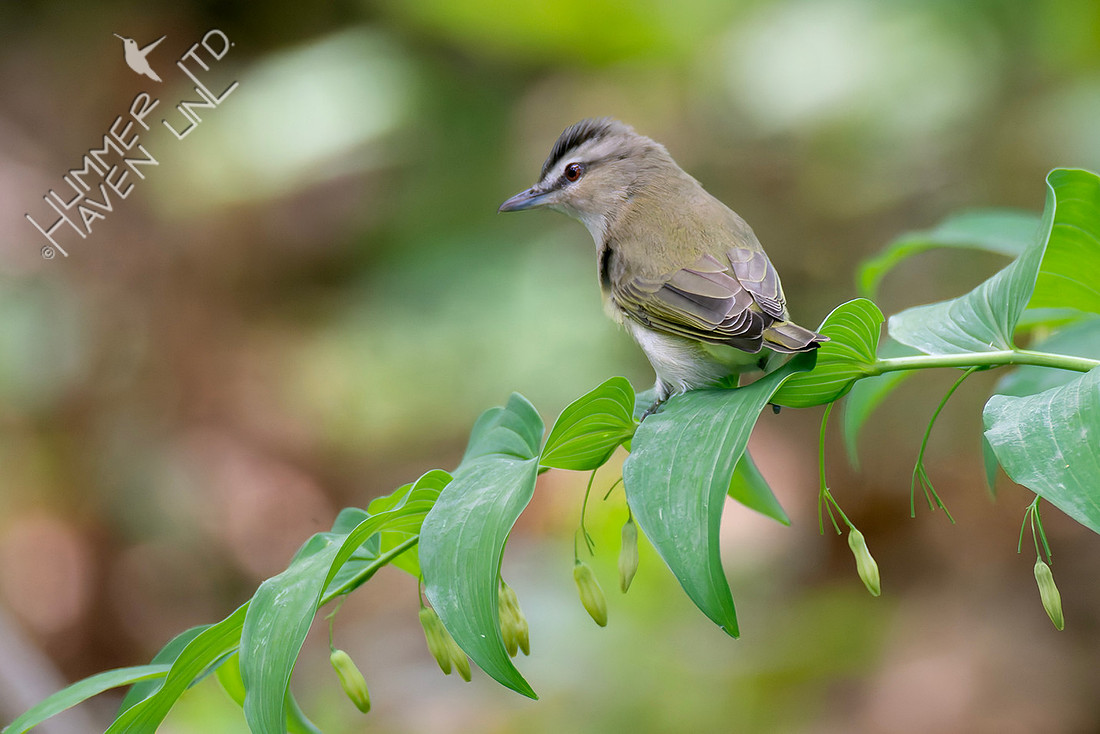 5-17-26 Red-eyed Vireo