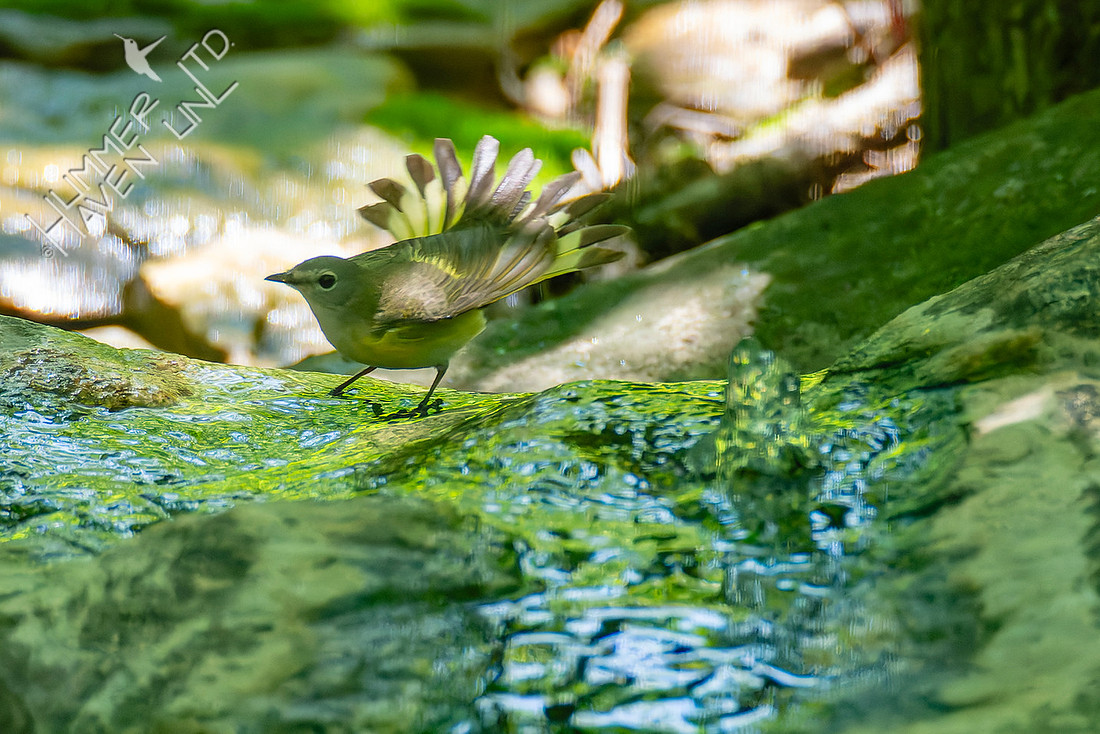 5-15-26 American Redstart female