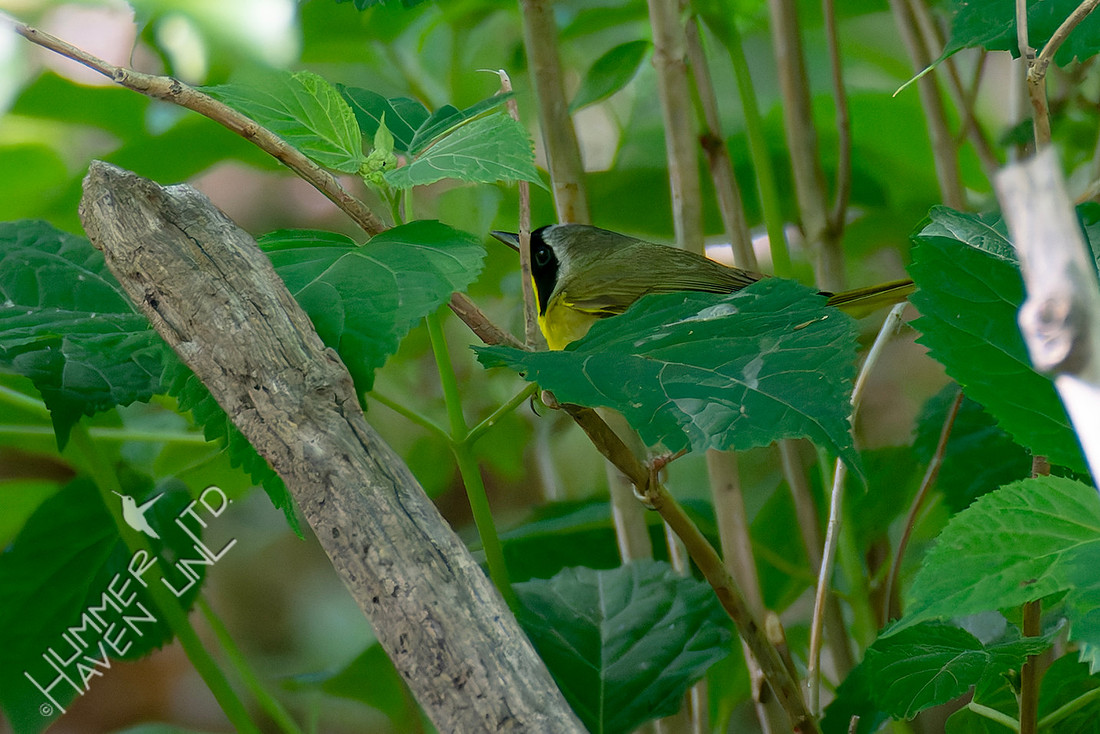 5-7-26 Common Yellowthroat