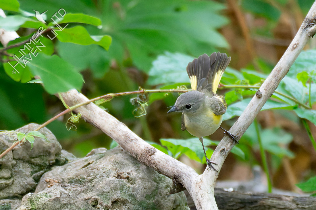 5-18-26 American Redstart female
