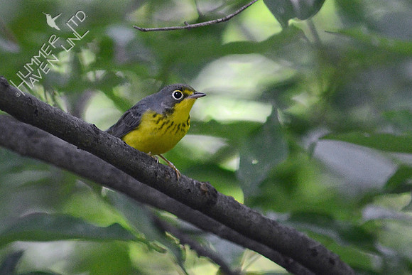 Canada Warbler, first fall male