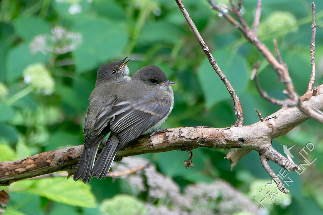 5-20-26 Two Eastern Phoebe juveniles