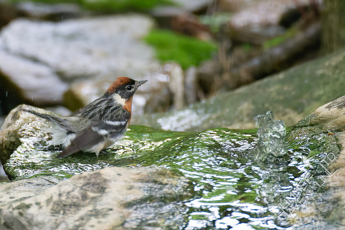 5-23-26 Bay-breasted Warbler