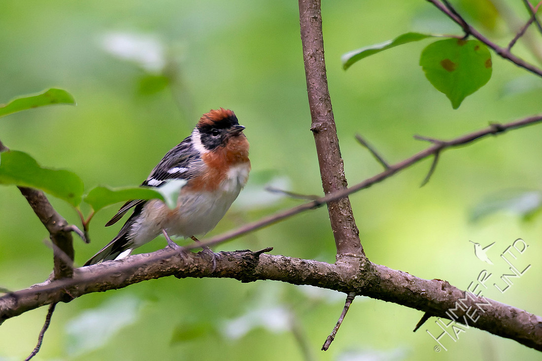 5-23-26 Bay-breasted Warbler