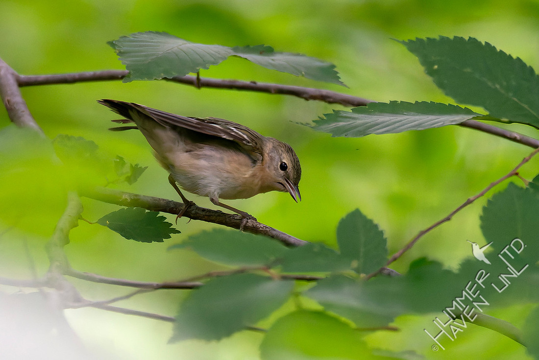 5-23-26 Bay-breasted Warbler female