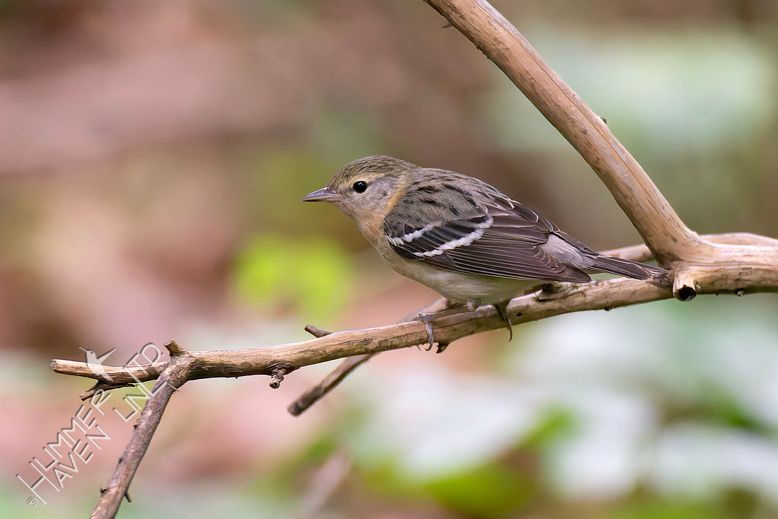 5-23-26 Bay-breasted Warbler female