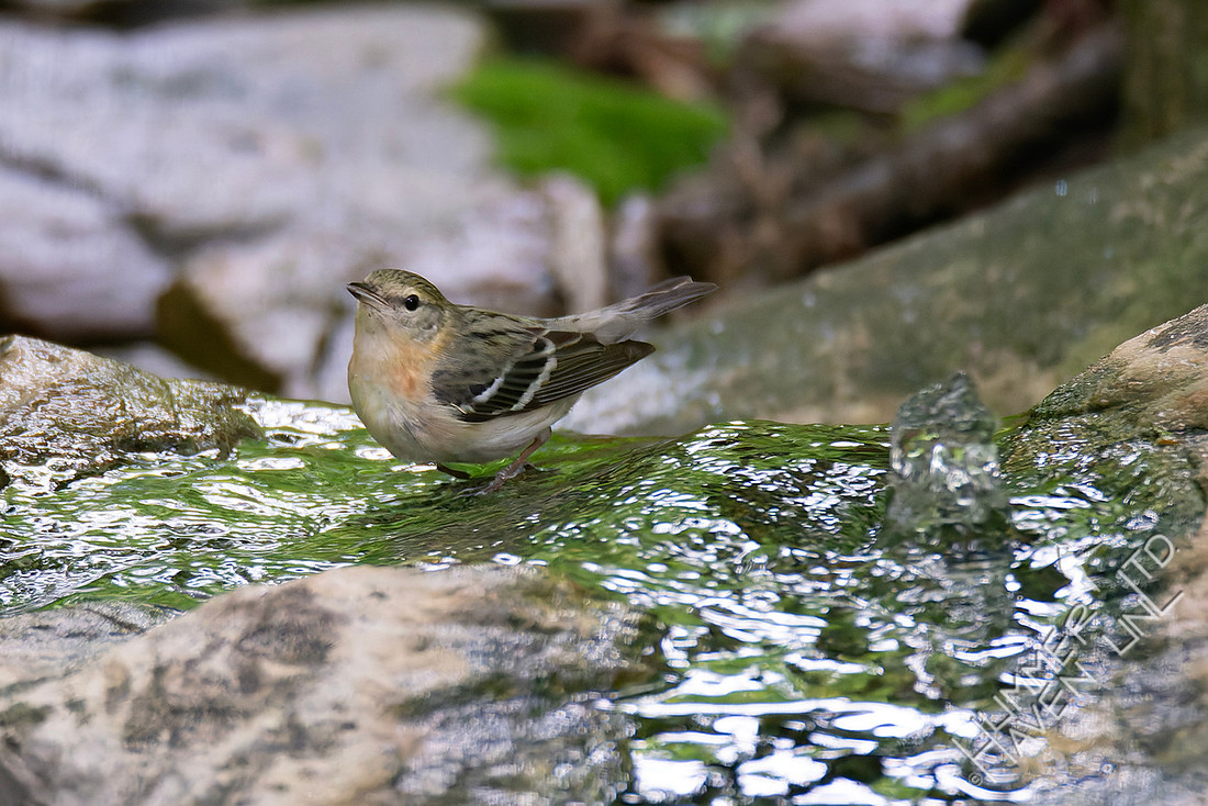 5-23-26 Bay-breasted Warbler female