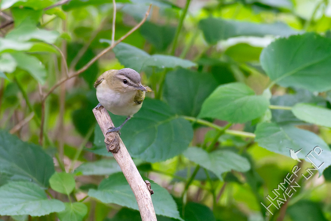 5-23-26 Red-eyed Vireo