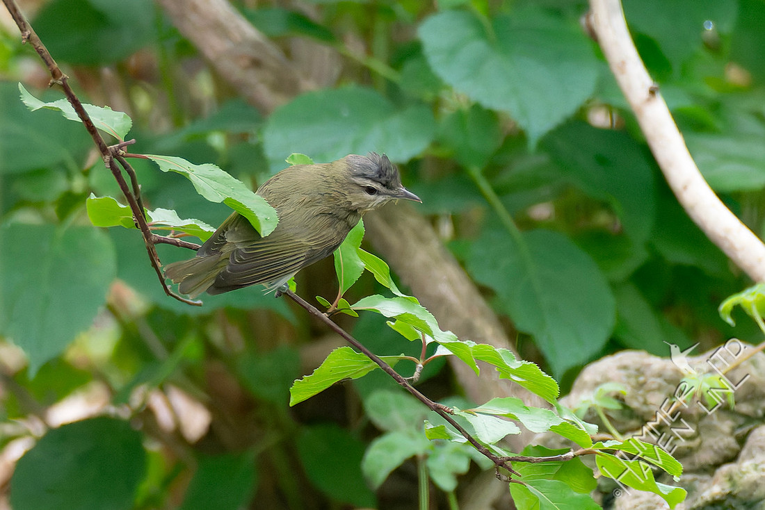 5-23-26 Red-eyed Vireo