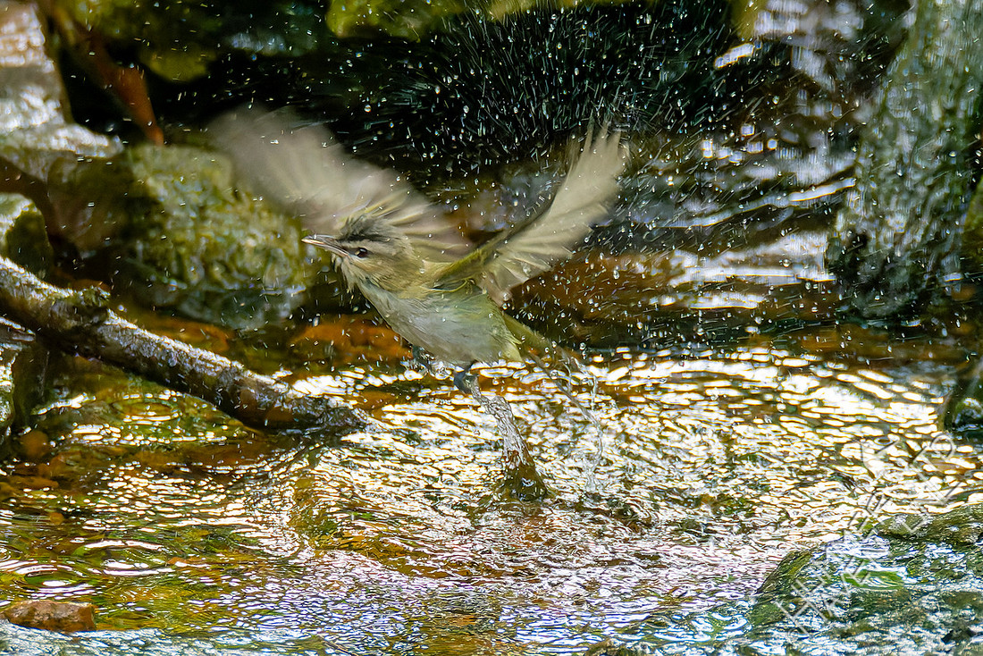 5-23-26 Red-eyed Vireo