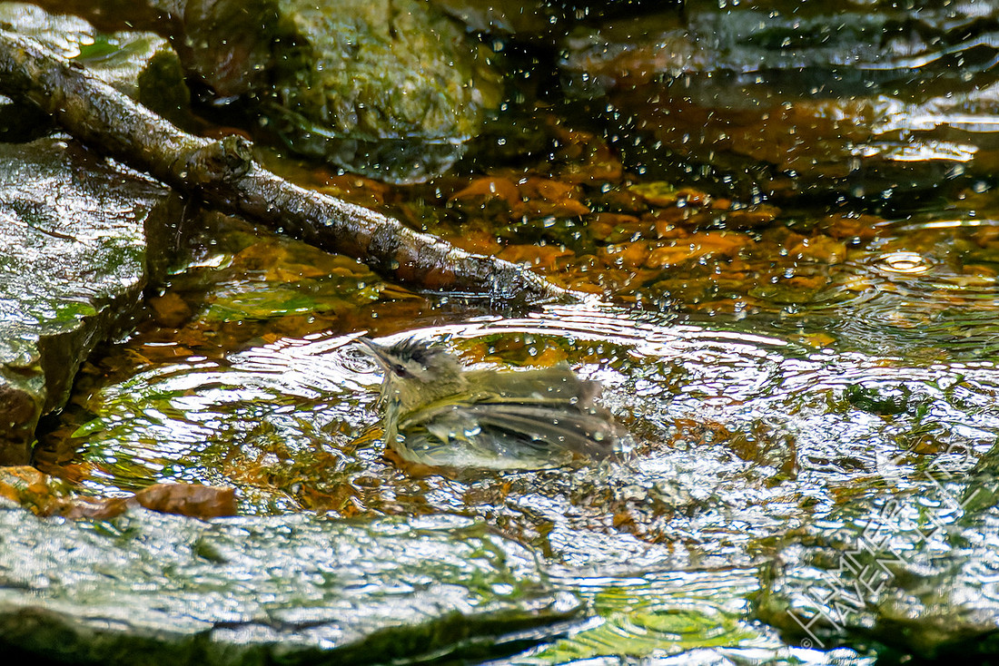 5-23-26 Red-eyed Vireo