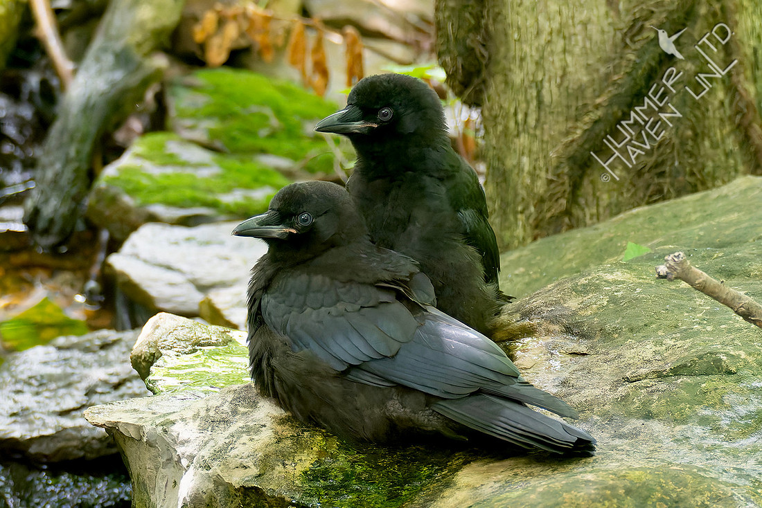5-24-26 two American Crow immatures