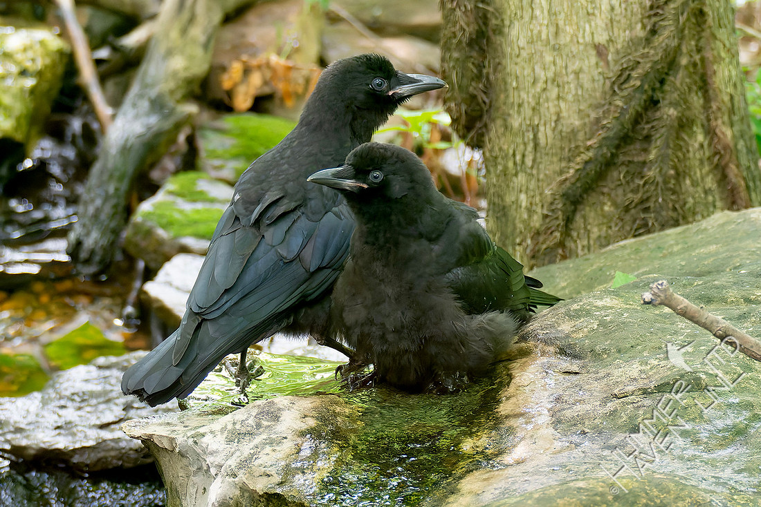 5-24-26 two American Crow immatures