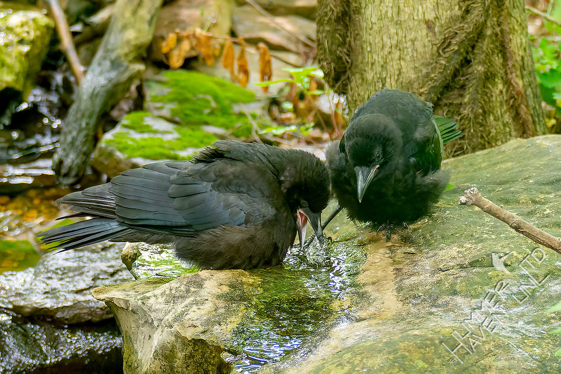 5-24-26 two American Crow immatures