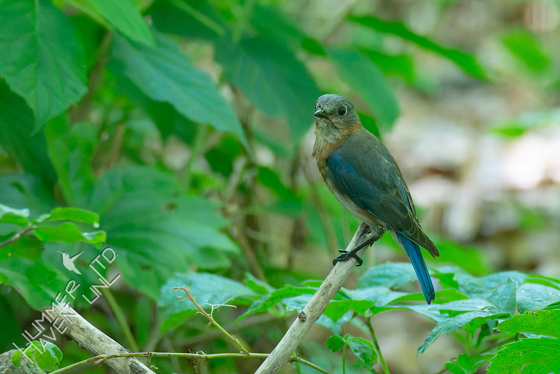 5-24-26 Eastern Bluebird immature