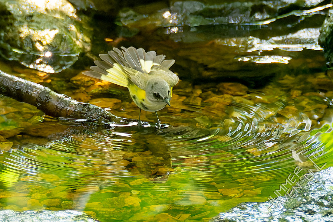 5-24-26 American Redstart first spring male