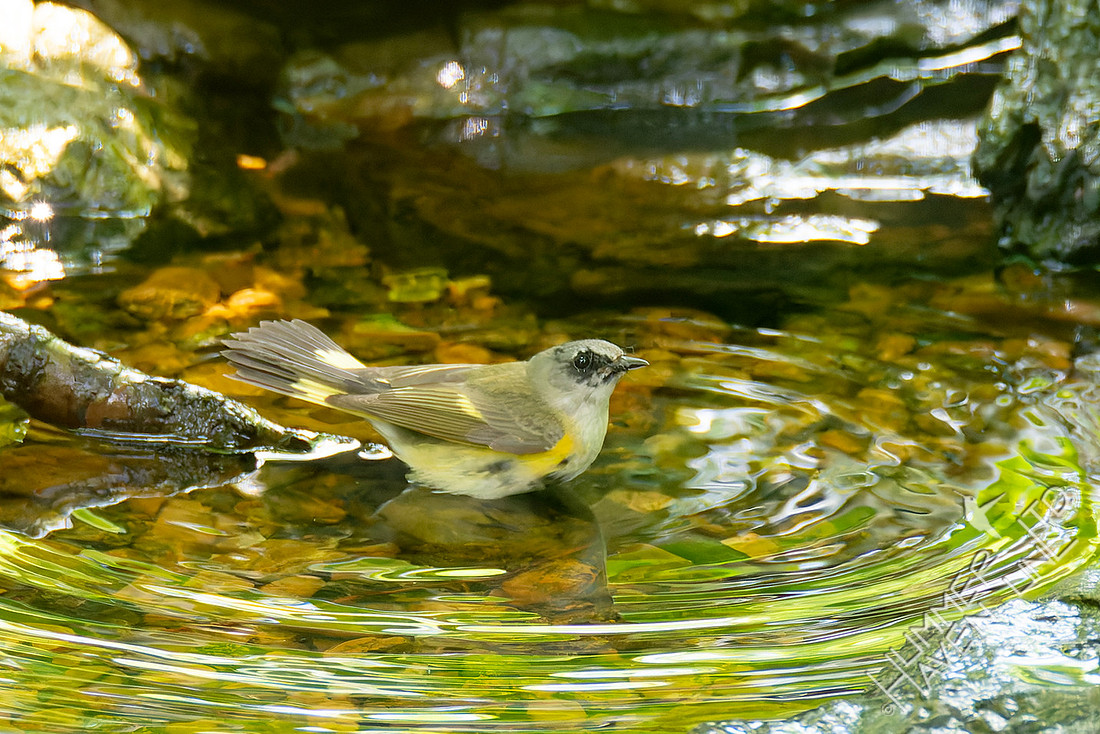 5-24-26 American Redstart first spring male