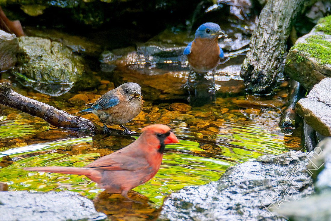 5-24-26 Northern Cardinal and two Eastern Bluebird immatures