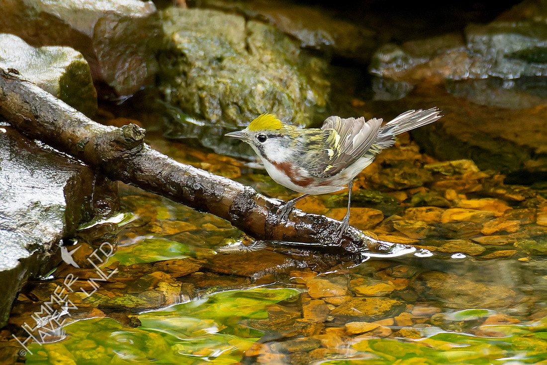 5-23-26 Chestnut-sided Warbler female