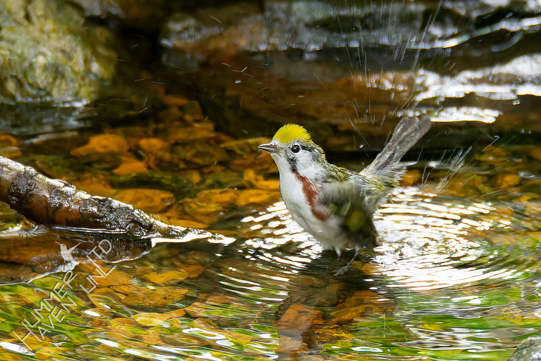 5-23-26 Chestnut-sided Warbler female
