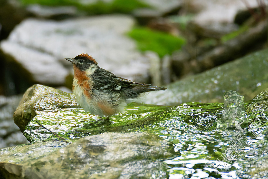 5-24-26 Bay-breasted Warbler
