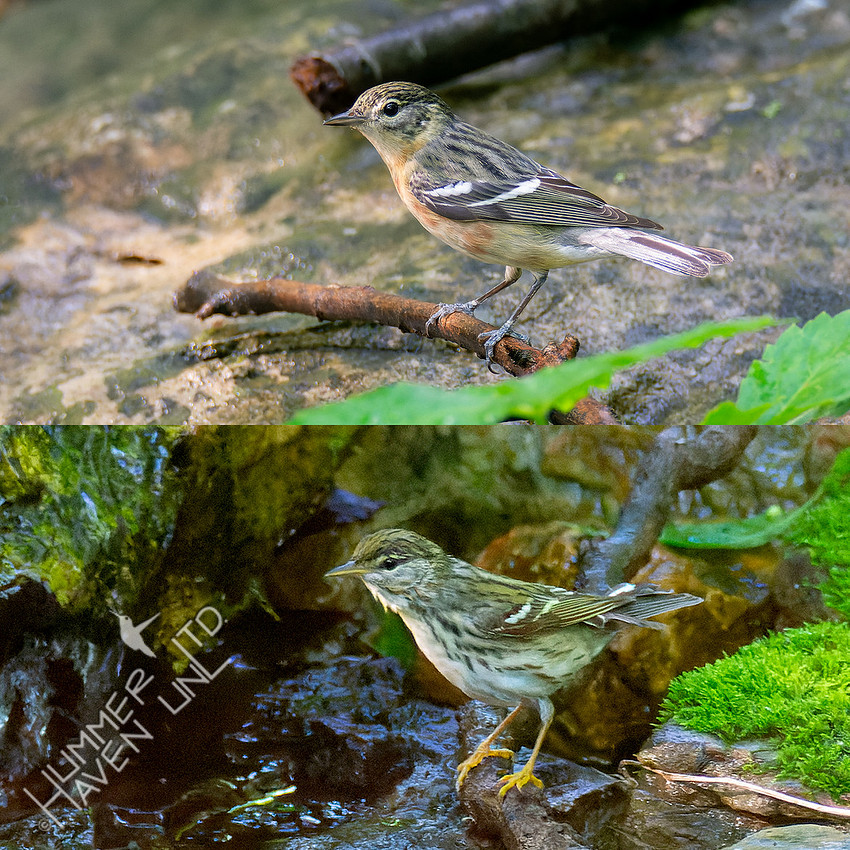 5-22-24 Bay-breasted and Blackpoll Warbler females