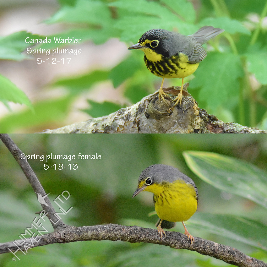Canada Warbler - Spring