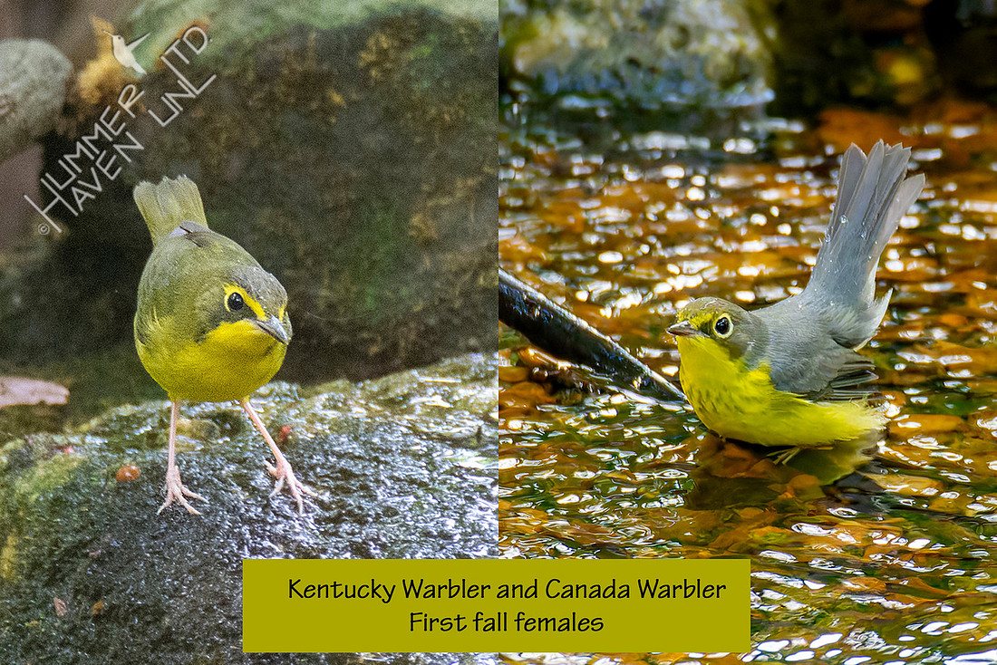 8-25-25 Confusing! Kentucky and Canada Warbler comparison