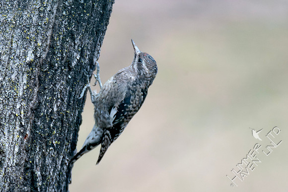11-8-24 Yellow-bellied Sapsucker, immature