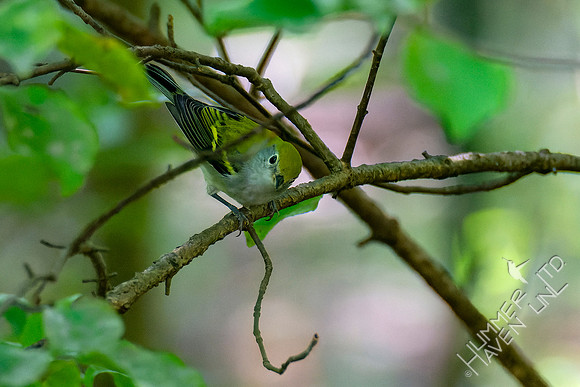 8-21-22 Chestnut-sided Warbler first fall female