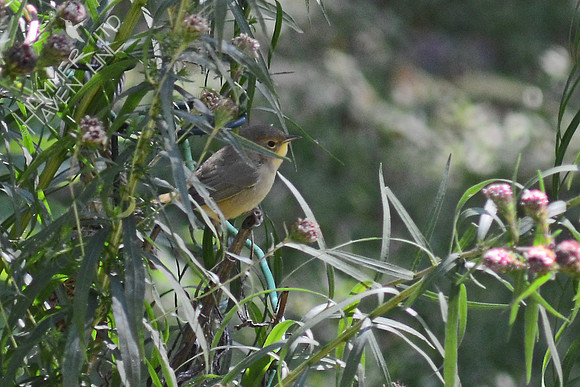 Common Yellowthroat, female
