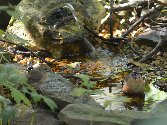 Young Northern Cardinal, Tennessee Warbler and American Robin