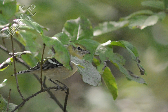 Bay-breasted Warbler, first fall male