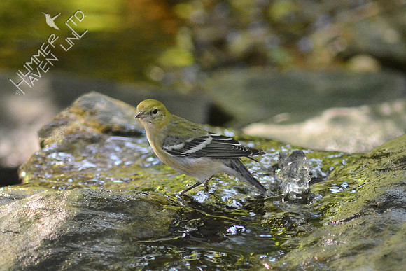 Bay-breasted Warbler, first fall male