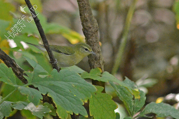 Tennessee Warbler