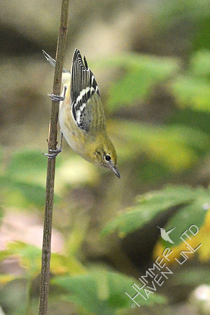 Bay-breasted Warbler, first fall male