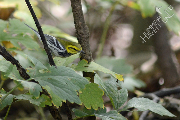 Black-throated Green Warbler