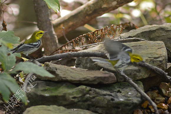 Black-throated Green Warbler