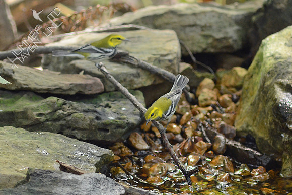 Black-throated Green Warbler