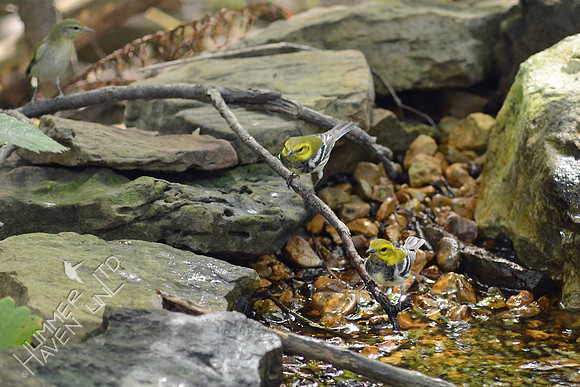 Tennessee and Black-throated Green Warblers
